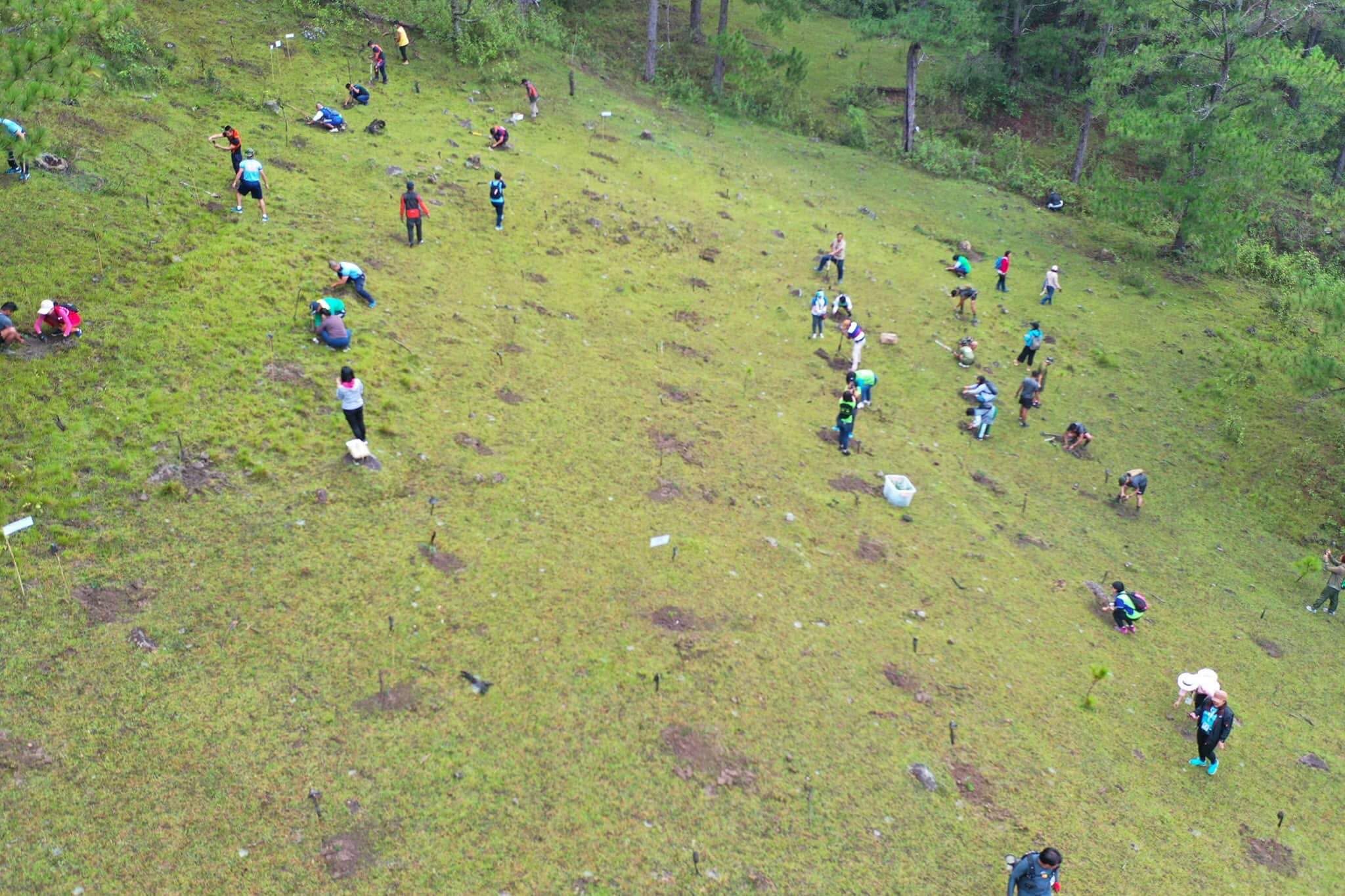 Aerial view of volunteers spread across a grassy slope, each digging and planting a seedling