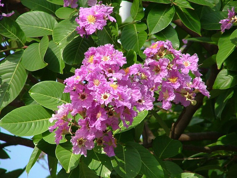 Purple Banaba (Lagerstroemia speciosa) flowers