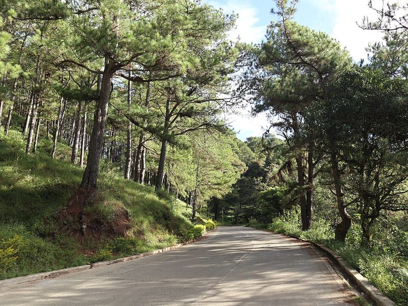 Benguet pine (Pinus kesiya) forest along a mountain road