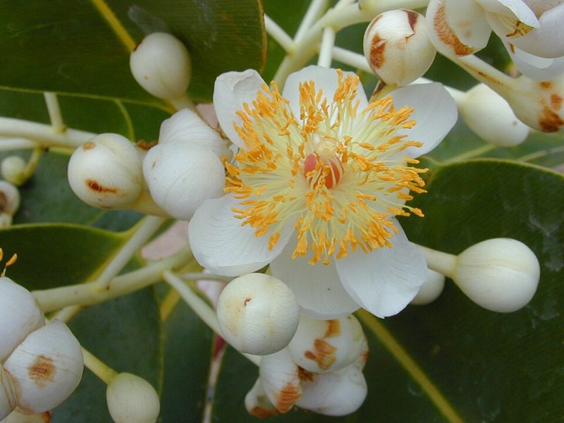White Bitaog (Calophyllum inophyllum) flowers