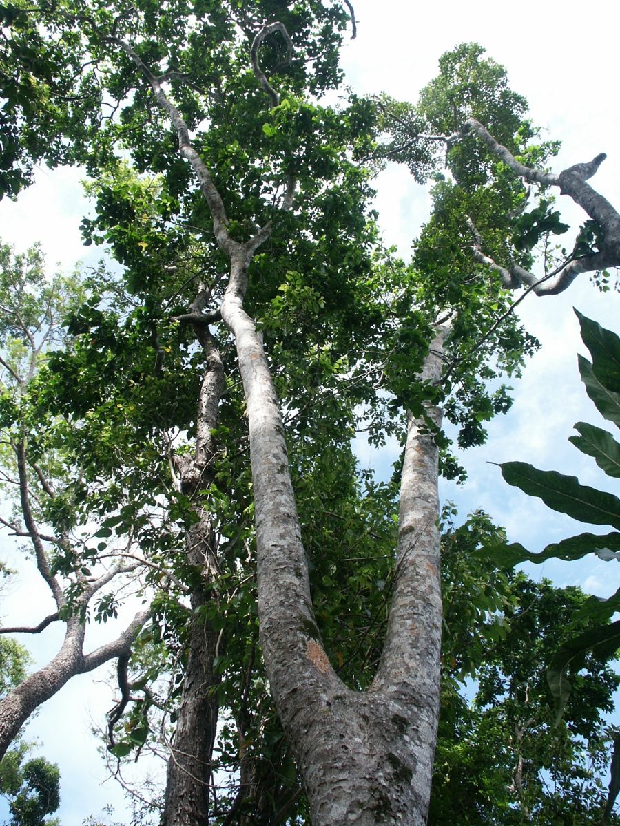 A tall Ipil tree (Intsia bijuga)