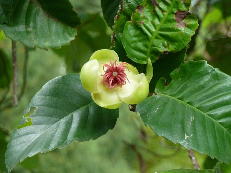 Katmon (Dillenia philippinensis) flower among broad leaves