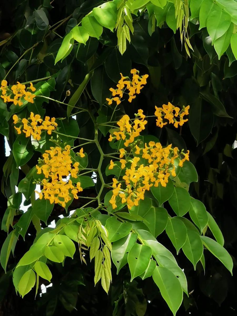 Narra (Pterocarpus indicus) in flower
